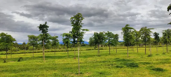 Ormanda yeşil çimenler
