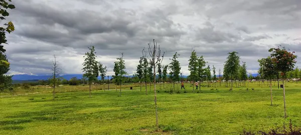 Ağacı ve tarlası olan güzel bir manzara.