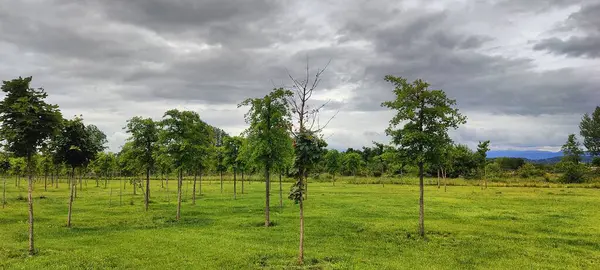 Ormanda yeşil ağaçlar.