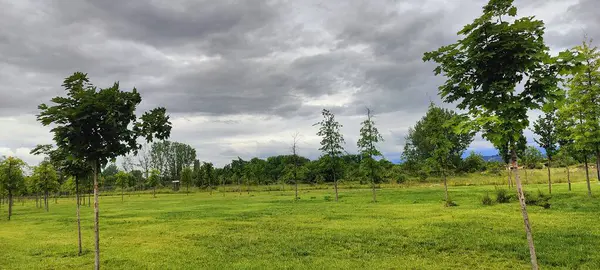 Güzel bir manzara Ağacı ve mavi gökyüzü