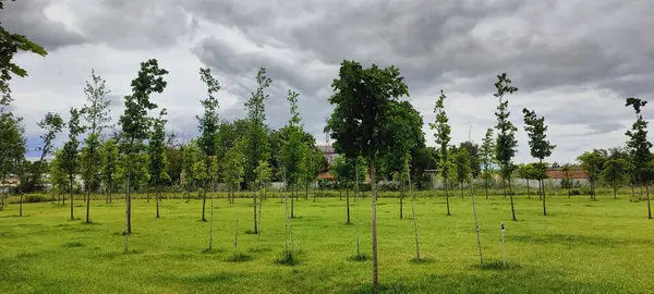 Parktaki yeşil ağaçlar.