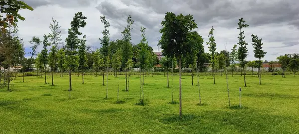 Parktaki yeşil ağaçlar