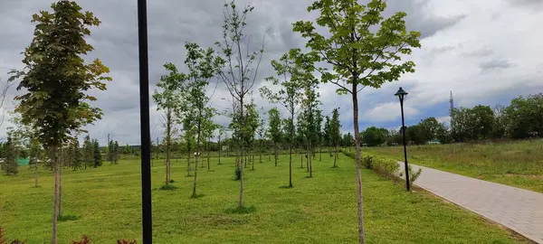 Yazın parkın manzarası.