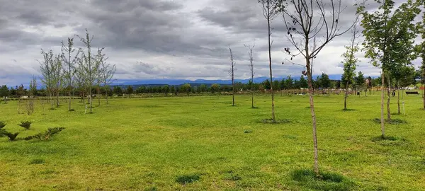 Ağaçları ve yeşil otları olan güzel bir manzara.