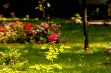 Bahçedeki güzel çiçekler