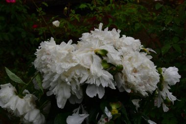 Güzel botanik fotoğrafı, doğal duvar kağıdı.