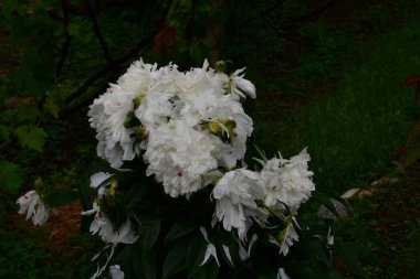 Bahçede beyaz çiçekler