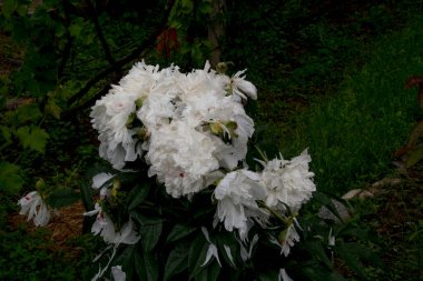 Bahçedeki çiçek tarhında beyaz şakayık.