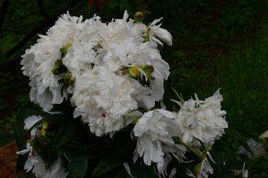 bahçede beyaz çiçek