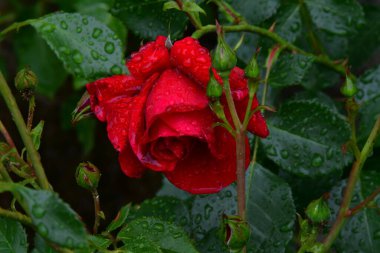 Kırmızı gül yağmurdan sonra