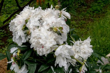 Bahçedeki güzel çiçekler, yaz