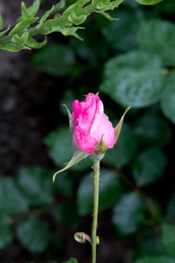 Bahçedeki güzel pembe çiçek