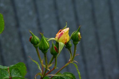 kırmızı gül tomurcukları ile