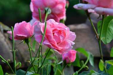 Bahçedeki güzel pembe güller