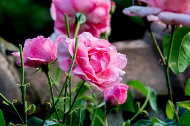 Bahçedeki güzel pembe güller