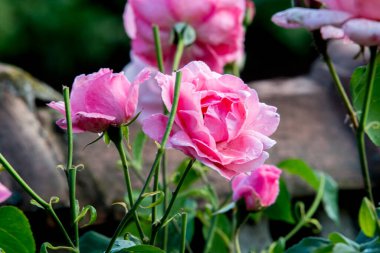 Bahçede pembe güller