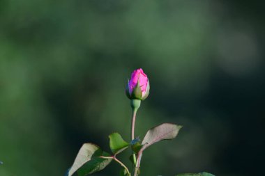 Bahçedeki güzel pembe bir gülü kapat.