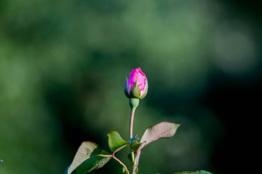 Bahçedeki pembe çiçek