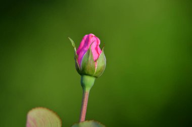 Güzel botanik fotoğrafı, doğal duvar kağıdı.