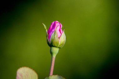 Bahçedeki güzel pembe çiçek