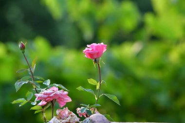 Bahçede güzel pembe bir gül