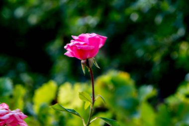 Bahçedeki güzel çiçekler