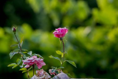 Bahçedeki güzel çiçekler