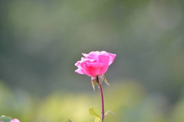 doğada güzel çiçek