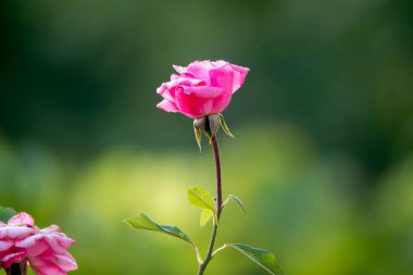 Bahçedeki güller, güzel güneşli bir günde güller güzeldir..