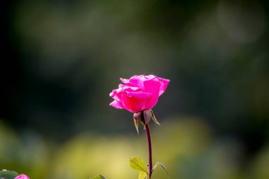 Bahçede kırmızı gül