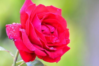 Arka planda kırmızı güller