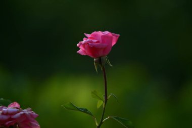 Bahçede pembe güller