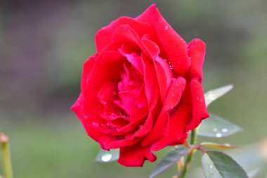 Bahçedeki güzel kırmızı gül