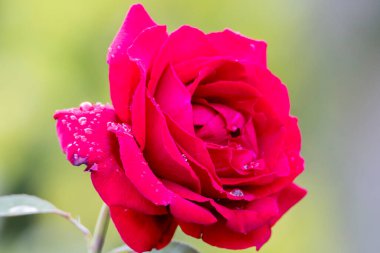 Bahçedeki güzel kırmızı gül.