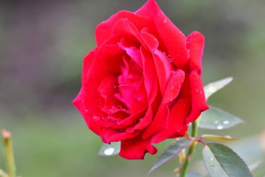 Güzel kırmızı gül yağmurdan sonra bahçede