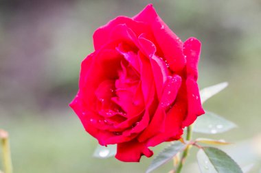 Yakın plan - yeşil zemin üzerinde su damlaları olan kırmızı gül