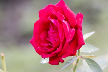 doğa kırmızı gül