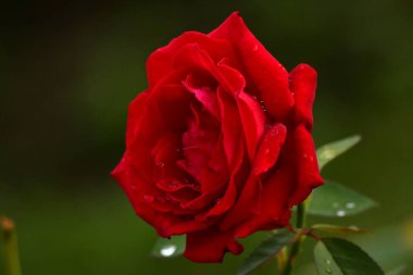 Üzerinde su damlası olan kırmızı bir gül.