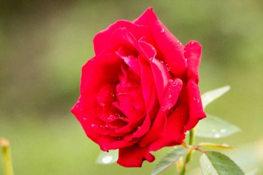 Bahçede güzel kırmızı güller