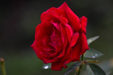 Bahçede kırmızı gül.