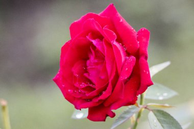 Bahçede güzel kırmızı güller