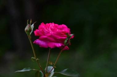 Bahçede güzel pembe bir gül