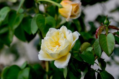 Çiçek açmış beyaz gül, yaklaş