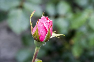 güzel gül bahçesinde
