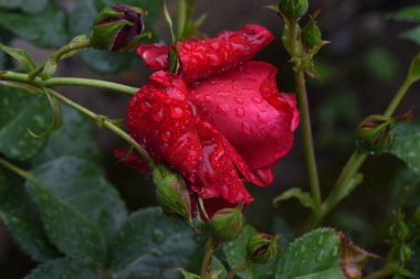 Bahçede kırmızı gül