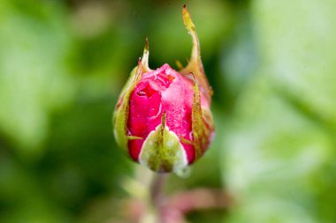 Bahçede kırmızı gül tomurcuğu