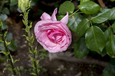 Bahçede güzel pembe bir gül