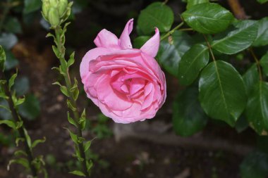 Yazın bahçede güzel bir gül