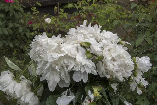 Bahçedeki beyaz güller