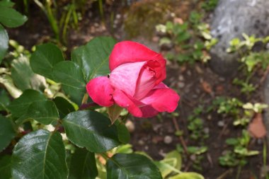 Bahçede kırmızı gül